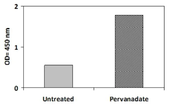 Sandwich ELISA - Phosphotyrosine LTK ELISA Kit (AB279854)