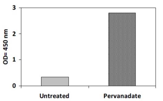 Sandwich ELISA - Phosphotyrosine ROR2 ELISA Kit (AB279909)