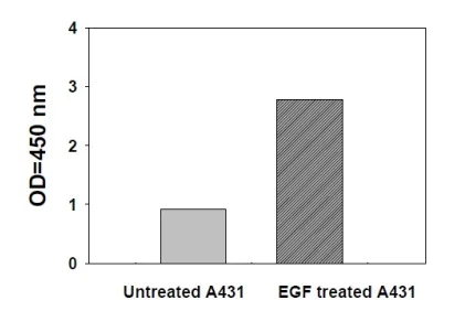 Sandwich ELISA - Phosphotyrosine STAT3 ELISA Kit (AB279941)