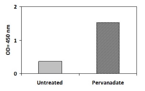 Sandwich ELISA - Phosphotyrosine STAT4 ELISA Kit (AB279942)