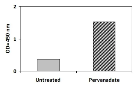 Sandwich ELISA - Phosphotyrosine STAT4 ELISA Kit (AB279942)