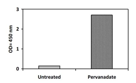 Sandwich ELISA - Phosphotyrosine Syk ELISA Kit (AB279949)
