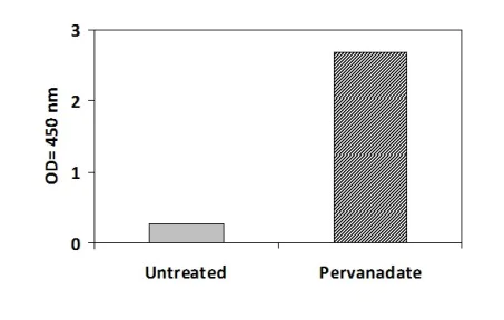 Sandwich ELISA - Phosphotyrosine Tec ELISA Kit (AB279954)