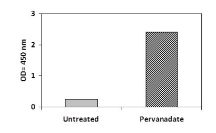 Sandwich ELISA - Phosphotyrosine TIE1 ELISA Kit (AB279955)