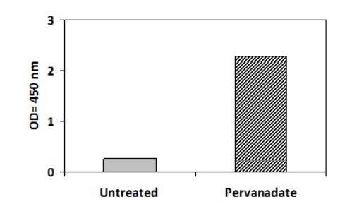 Sandwich ELISA - Phosphotyrosine VEGF Receptor 2 ELISA Kit (AB279964)