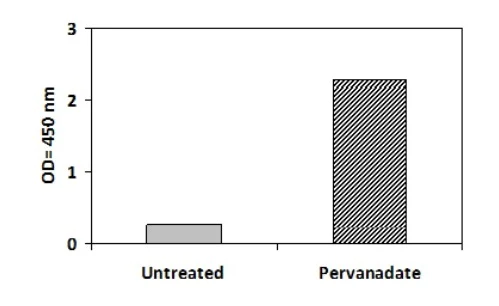 Sandwich ELISA - Phosphotyrosine VEGF Receptor 2 ELISA Kit (AB279964)