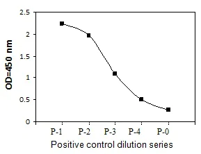 Sandwich ELISA - Phosphotyrosine VEGF Receptor 2 ELISA Kit (AB279964)
