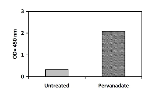 Sandwich ELISA - Phosphotyrosine VEGF Receptor 3 ELISA Kit (AB279967)