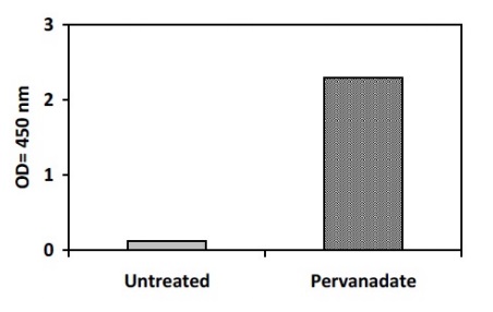 Sandwich ELISA - Phosphotyrosine ZAP70 ELISA Kit (AB279970)