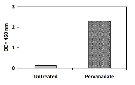 Sandwich ELISA - Phosphotyrosine ZAP70 ELISA Kit (AB279970)