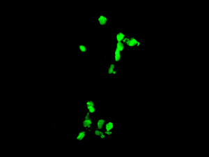 Immunocytochemistry/ Immunofluorescence - Anti-PHOX2A antibody [EPR9071] (AB155084)