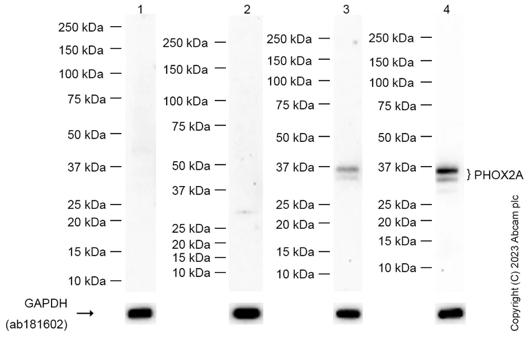 Western blot - Anti-PHOX2A antibody [EPR9071] - BSA and Azide free (AB249179)