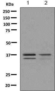 Western blot - Anti-PHOX2A antibody [EPR9071] - BSA and Azide free (AB249179)