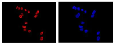 Immunocytochemistry/ Immunofluorescence - Anti-PHOX2B antibody [EPR14423] - BSA and Azide free (AB216456)