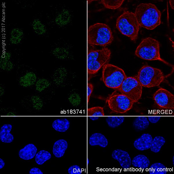 Immunocytochemistry/ Immunofluorescence - Anti-PHOX2B antibody [EPR14423] - C-terminal (AB183741), expandable thumbnail