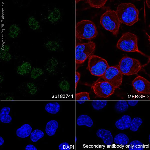 Immunocytochemistry/ Immunofluorescence - Anti-PHOX2B antibody [EPR14423] - C-terminal (AB183741)