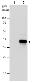 Immunoprecipitation - Anti-PHOX2B antibody - N-terminal (AB227719)