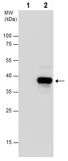 Immunoprecipitation - Anti-PHOX2B antibody - N-terminal (AB227719)