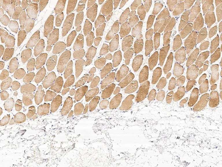 Immunohistochemistry (Formalin/PFA-fixed paraffin-embedded sections) - Anti-PHPT1 antibody [001] - BSA and Azide free (AB276060)