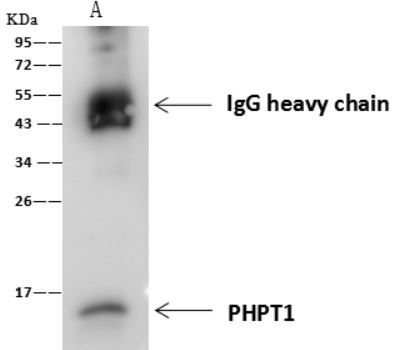 Immunoprecipitation - Anti-PHPT1 antibody [007] (AB276061), expandable thumbnail