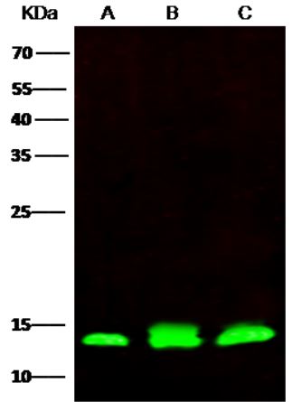 Western blot - Anti-PHPT1 antibody [007] (AB276061), expandable thumbnail