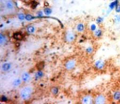 Immunohistochemistry (Formalin/PFA-fixed paraffin-embedded sections) - Anti-PHPT1 antibody (AB231908)