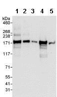 Western blot - Anti-PHRF1 antibody (AB85974), expandable thumbnail