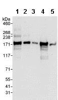 Western blot - Anti-PHRF1 antibody (AB85974)