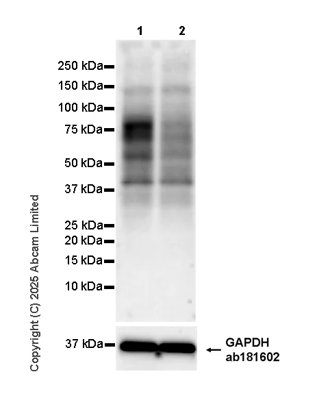 Western blot - Anti-PHT1 antibody [EPR26040-123] - BSA and Azide free (AB326610)