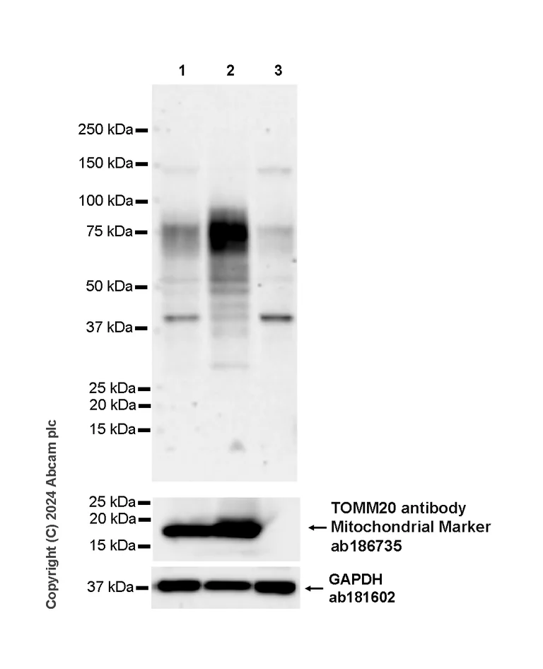 Western blot - Anti-PHT1 antibody [EPR26040-123] - BSA and Azide free (AB326610)