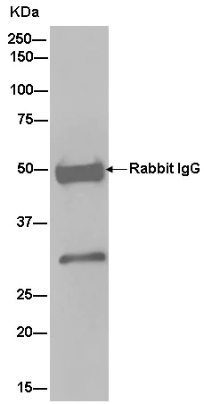 Immunoprecipitation - Anti-PHYHD1 antibody [EPR13312] - BSA and Azide free (AB250447)