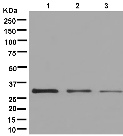Western blot - Anti-PHYHD1 antibody [EPR13312] - BSA and Azide free (AB250447)
