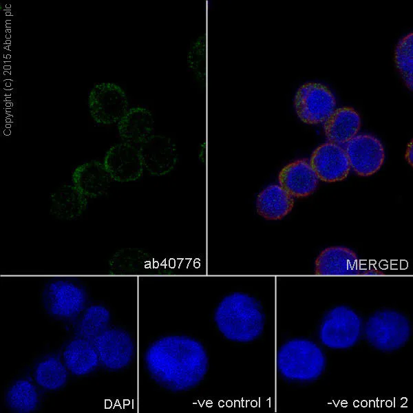 Immunocytochemistry/ Immunofluorescence - Anti-PI 3 Kinase catalytic subunit alpha/PIK3CA antibody [EP383Y] (AB40776)