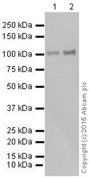 Western blot - Anti-PI 3 Kinase catalytic subunit alpha/PIK3CA antibody [EP383Y] (AB40776)