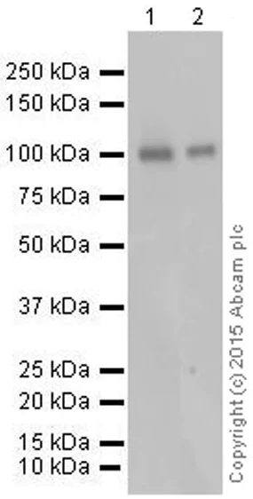 Western blot - Anti-PI 3 Kinase catalytic subunit alpha/PIK3CA antibody [EP383Y] (AB40776)