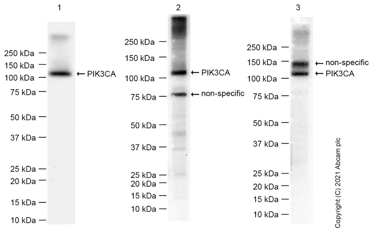 Western blot - Anti-PI 3 Kinase catalytic subunit alpha/PIK3CA antibody [EP383Y] (AB40776)