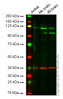Anti-PI 3 Kinase catalytic subunit alpha/PIK3CA antibody
