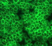Immunocytochemistry/ Immunofluorescence - Anti-PI 3 Kinase catalytic subunit alpha/PIK3CA antibody [EP383Y] - BSA and Azide free (AB185927)
