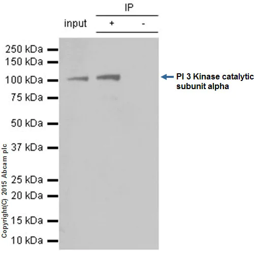 Immunoprecipitation - Anti-PI 3 Kinase catalytic subunit alpha/PIK3CA antibody [EP383Y] - BSA and Azide free (AB185927)