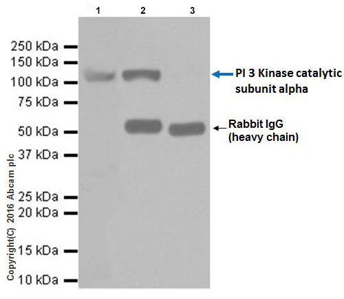 Immunoprecipitation - Anti-PI 3 Kinase catalytic subunit alpha/PIK3CA antibody [EPR19693] (AB183957), expandable thumbnail