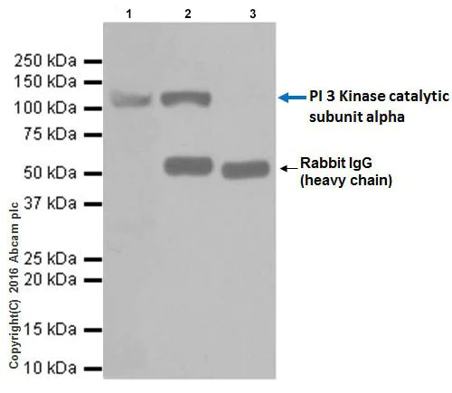 Immunoprecipitation - Anti-PI 3 Kinase catalytic subunit alpha/PIK3CA antibody [EPR19693] (AB183957)