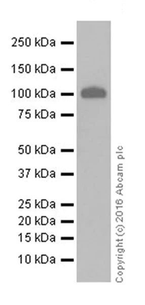 Western blot - Anti-PI 3 Kinase catalytic subunit alpha/PIK3CA antibody [EPR19693] (AB183957)