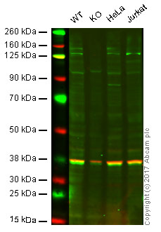 Western blot - Anti-PI 3 Kinase catalytic subunit alpha/PIK3CA antibody [EPR19693] (AB183957), expandable thumbnail
