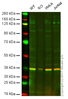 Western blot - Anti-PI 3 Kinase catalytic subunit alpha/PIK3CA antibody [EPR19693] - BSA and Azide free (AB223532)
