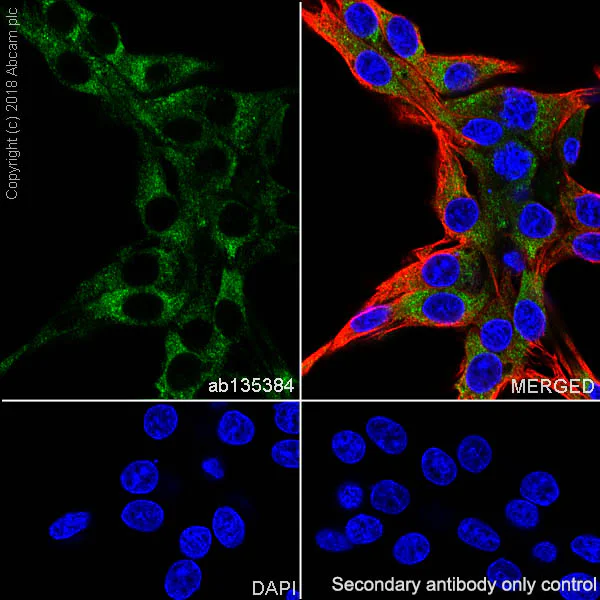 Immunocytochemistry/ Immunofluorescence - Anti-PI 3 Kinase catalytic subunit alpha/PIK3CA antibody [SP139] (AB135384)