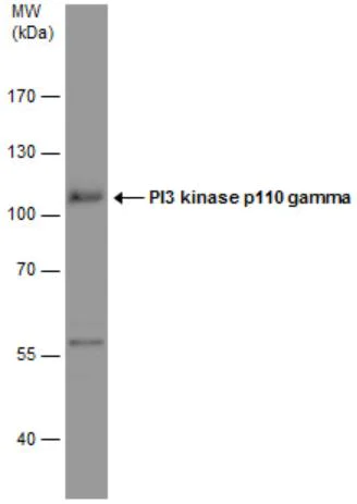 Western blot - Anti-PI 3 Kinase catalytic subunit gamma/PI3K-gamma antibody (AB154598)