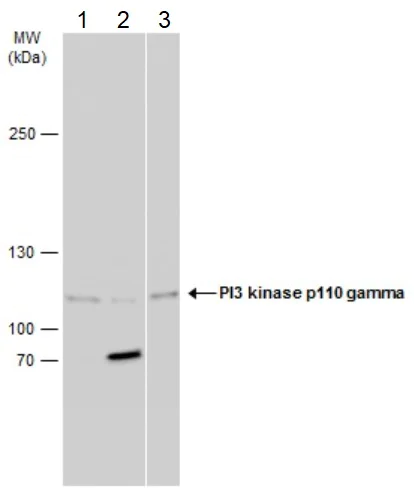 Western blot - Anti-PI 3 Kinase catalytic subunit gamma/PI3K-gamma antibody (AB154598)