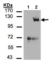Western blot - Anti-PI 3 Kinase catalytic subunit gamma/PI3K-gamma antibody (AB154598)