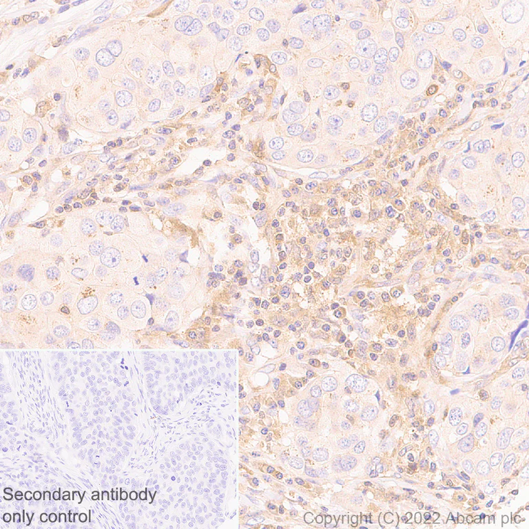Immunohistochemistry - Anti-PI 3 Kinase catalytic subunit gamma/PI3K-gamma antibody [EPR25156-60] (AB302958)