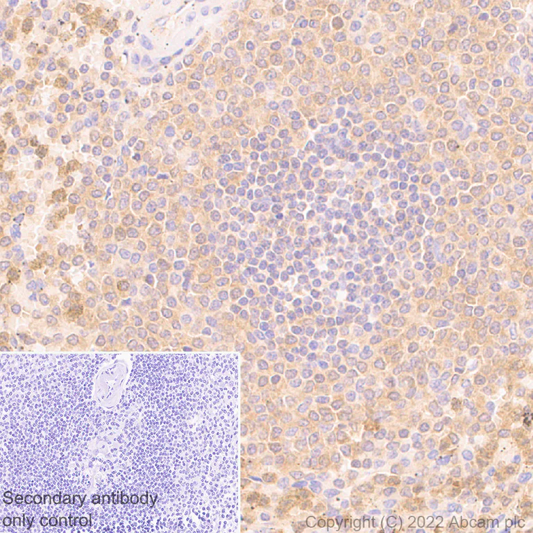 Immunohistochemistry - Anti-PI 3 Kinase catalytic subunit gamma/PI3K-gamma antibody [EPR25156-60] - BSA and Azide free (AB302959)